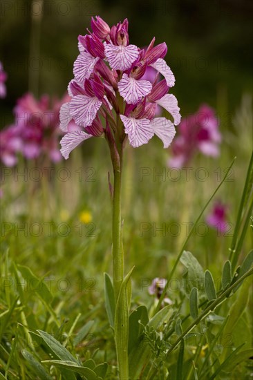 Pink Butterfly Orchid