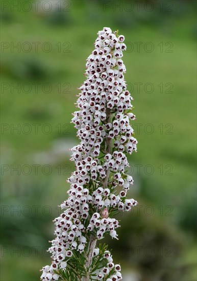 Tree Heath