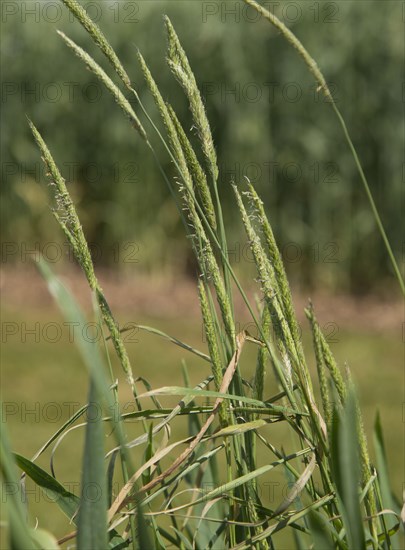 Flowering black-grass