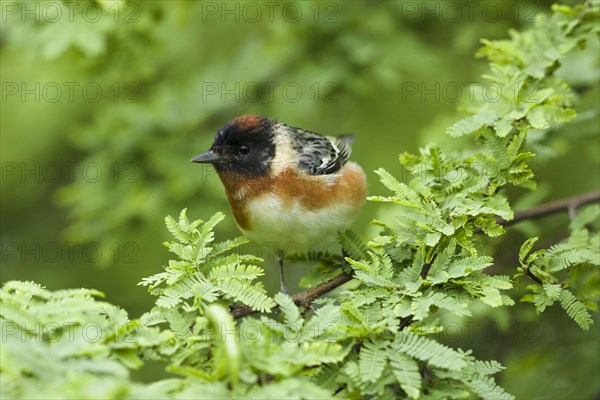 Bay-breasted warbler