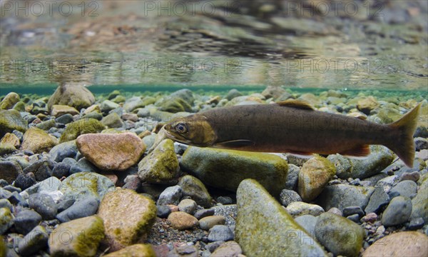 Arctic char