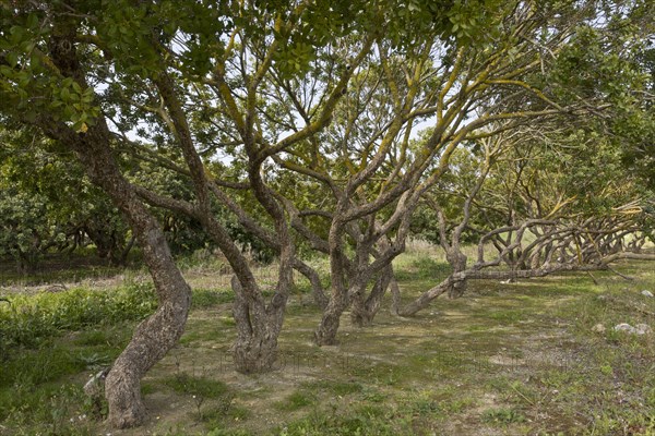 Mastic Tree