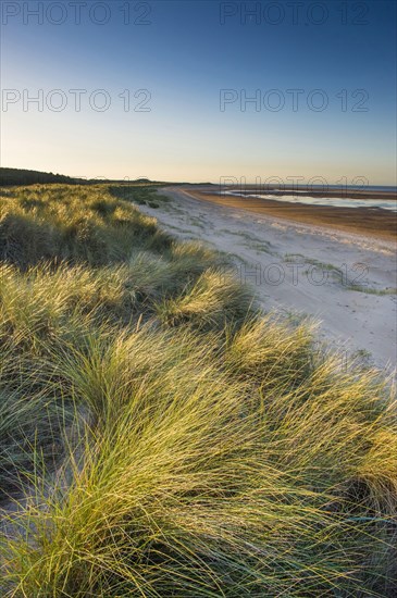 Marram Grass