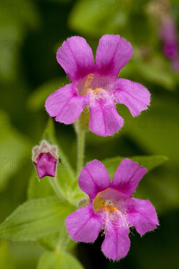 Purple Monkeyflower