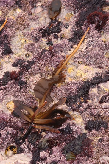 Winged kelp