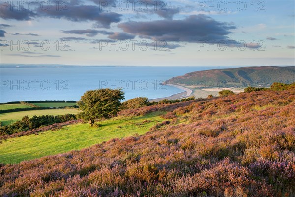 View of the coastline with flowering heather and hawthorn tree
