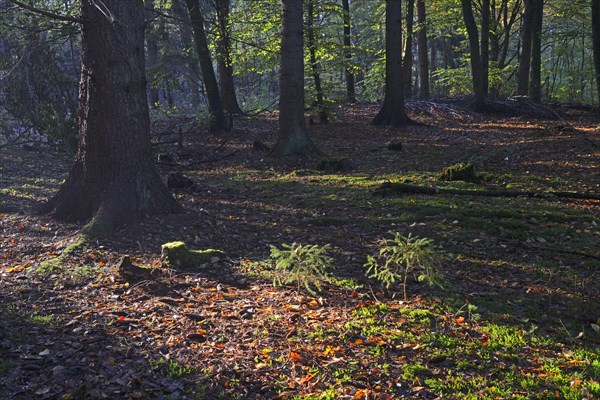 Autumn in the Briesetal landscape conservation area near Berlin