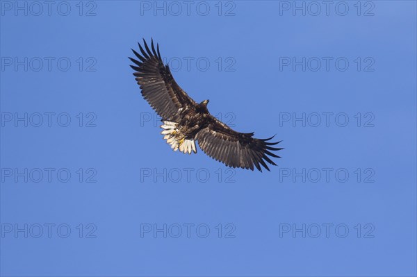 White-tailed eagle