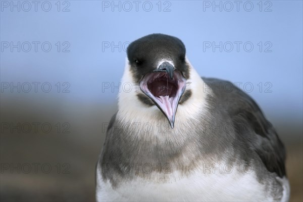 Wide open beak of parasitic jaeger