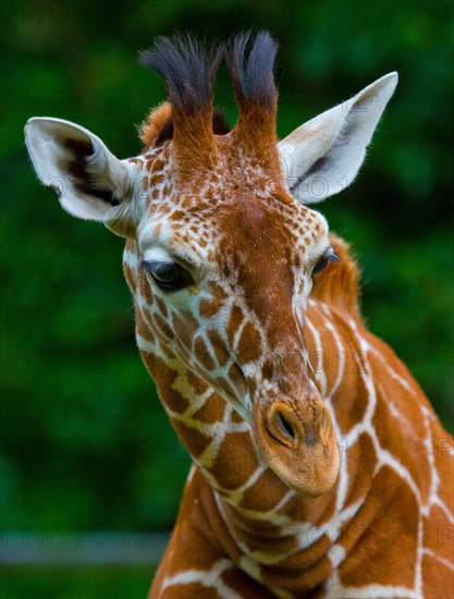 Reticulated giraffe