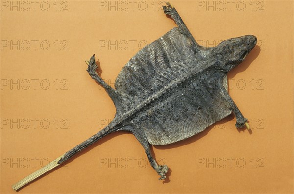 Tokay gecko