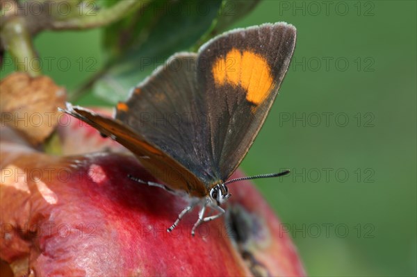 Brown hairstreak