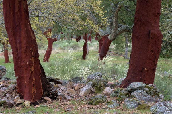 Cork oak