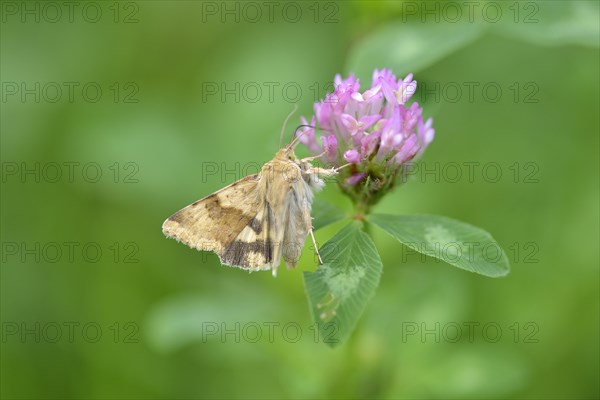 Cardoon Sun Owl