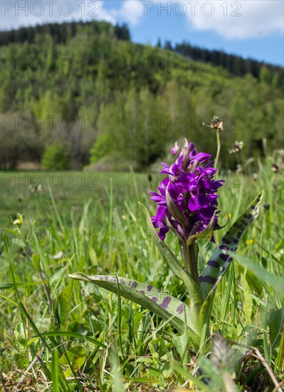 Broad-leaved orchid