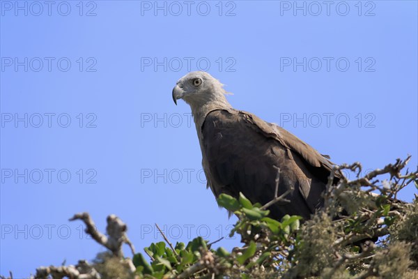 Grey-headed sea eagle