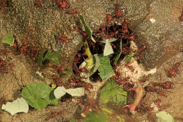 Leafcutter ant