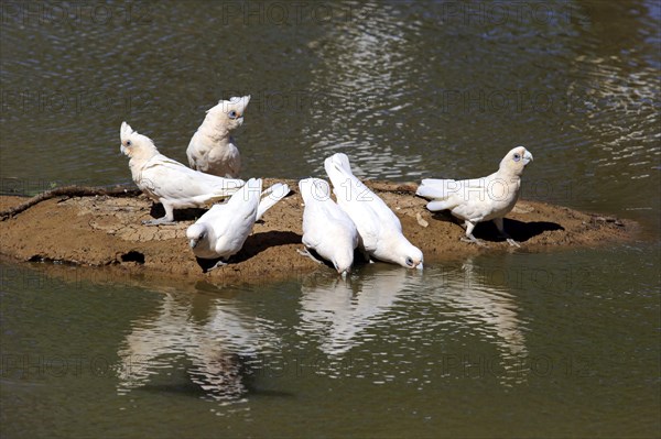 Little corella