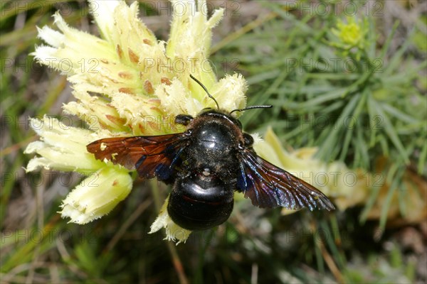 Blue Wood Bee