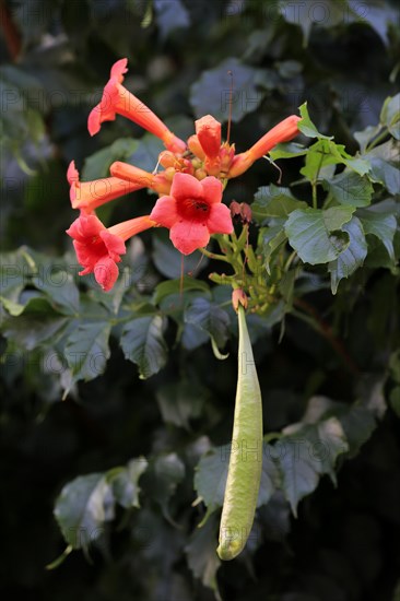 Trumpet vine