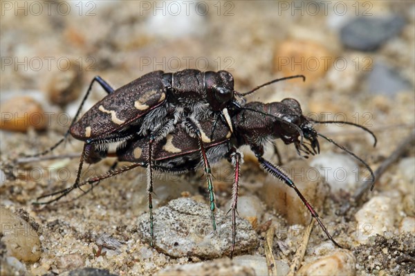 Forest sand beetle