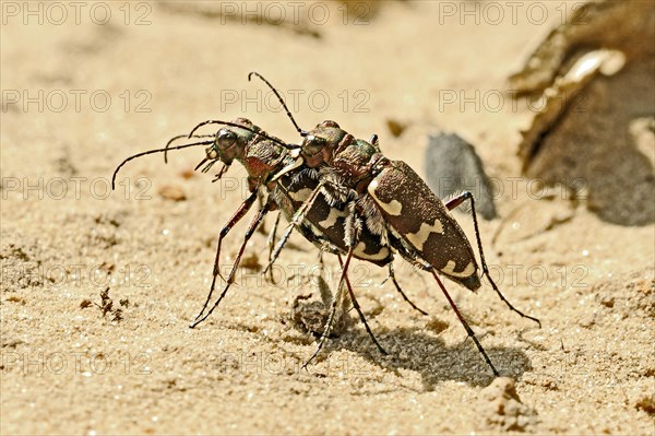 Dune Sand Beetle