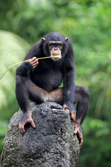 Chimpanzee