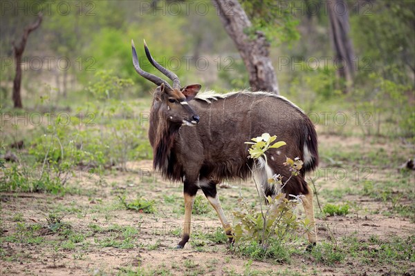 Nyala