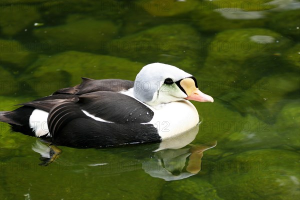 King Eider