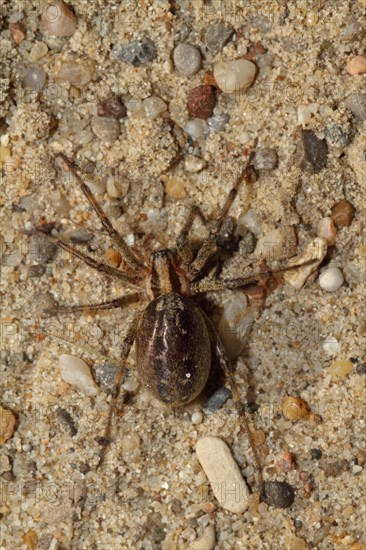 Wolf spider