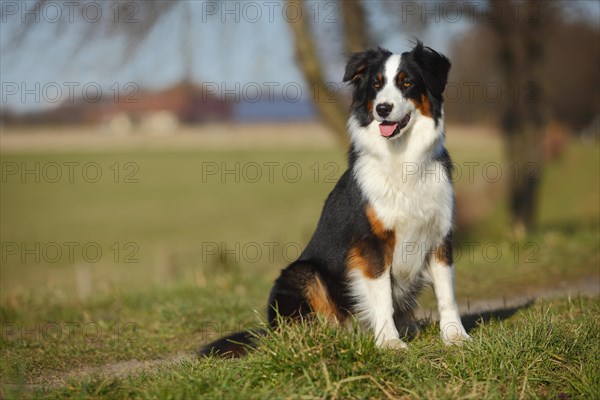 Australian Shepherd