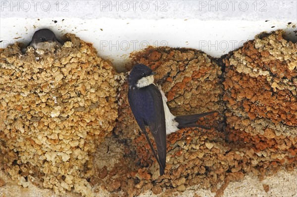 House Martin