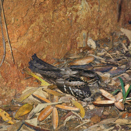 Large-tailed nightjar