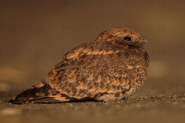 Savanna nightjar