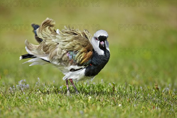 Southern Lapwing