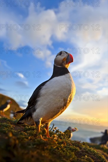 Atlantic puffin