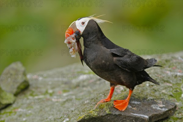 Tufted Puffin