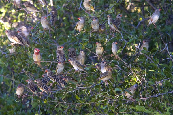 Blood-billed weaver