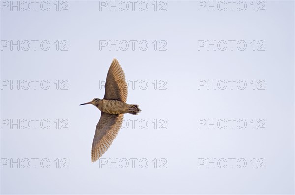 Eurasian woodcock