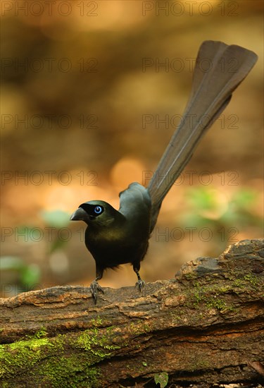 Brass-tailed Treepie