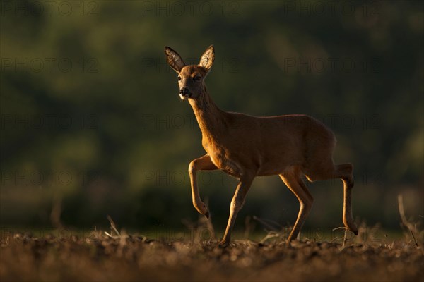 Western european roe deer