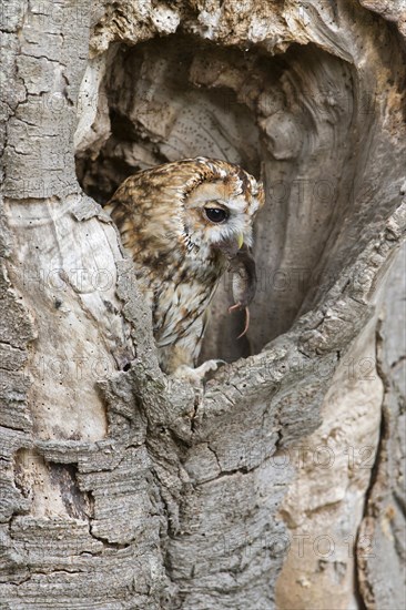 Tawny owl