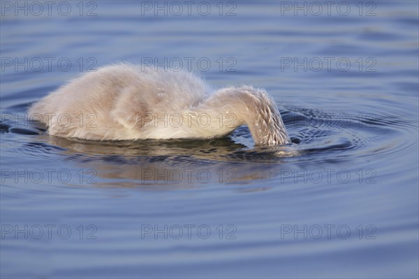 Mute Swan