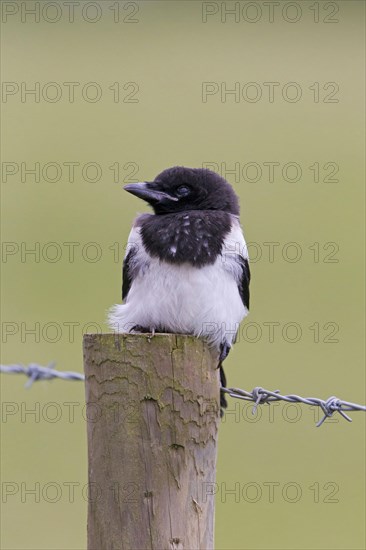 European magpie