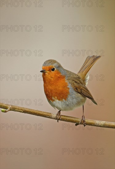 European european robin