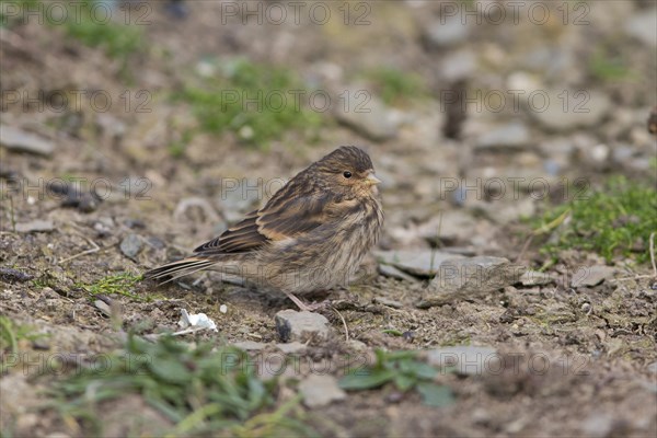 Twite