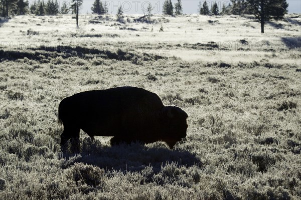 North American Bison