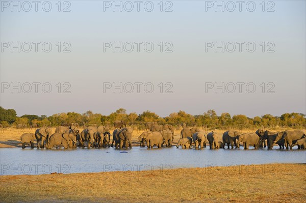 African Elephant