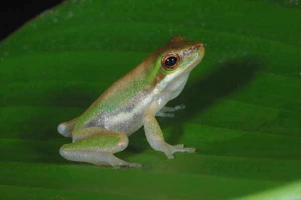 Northern Dwarf Treefrog