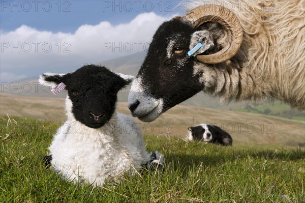 Domestic Sheep